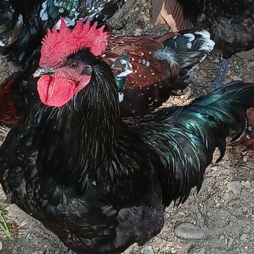 Xoruzlar: Saf qan xətləri olan qara xalli xoruzlar - Rəng: dərin qara, günəşdə — 2