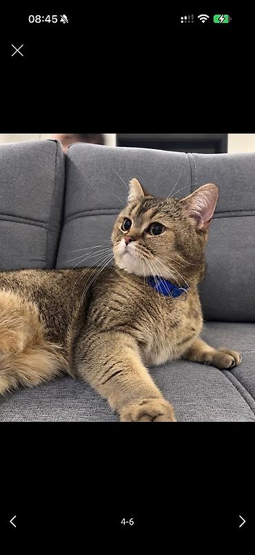 xudat heyvan satisi: 2ayliq 😍dişi Ana gold chinchila (long hair) Ata british shorthair — 2