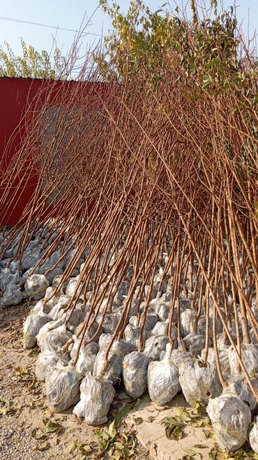 Ağaclar: Her növ ağaclar ve dekarativ ağaclar çox ucuz ve qarantili gubresiz — 51