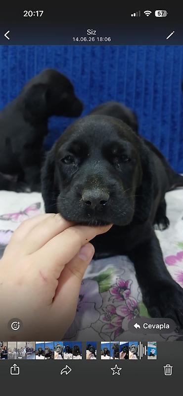 koker spanyel: Koker spaniyel, 1 ay, Pulsuz çatdırılma — 2