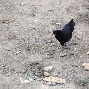 котик в добрые руки: Toyuq, Australorp, Damazlıq, Pulsuz çatdırılma