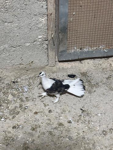 göyercin yuvası: Her ikisi keven baladi tuley gormuyub Növ: Ev göyərçinləri (bəzək və — 2