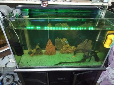 Akvariumlar: Tam avadanlıqlı akvarium seti - Şüşə akvarium, ön tərəfi panoramik — 6