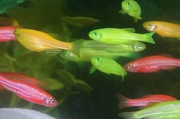 baliqlarin qiymeti: Danio, Sülhsevər, Ünvandan götürmə, Pulsuz çatdırılma