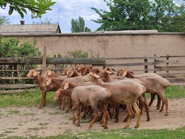 продажа индюков: Продаю | Ягненок | Арашан | Для разведения | Ярка