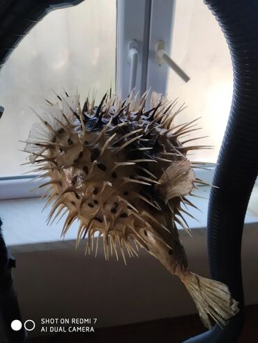 Digər ev dekoru: Рыба -еж рыба-шар чучело в наличии 2 шт — 11