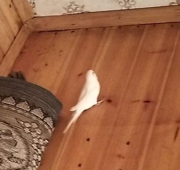 jako tutuquşunun digər adı: Hazir disi qusdu 9 aylig 1 defe bala verib isdeyen yazsin vidyosun — 4