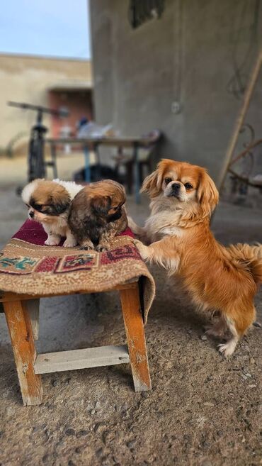 İtlər: Pekines, 2 ay, Erkek — 12