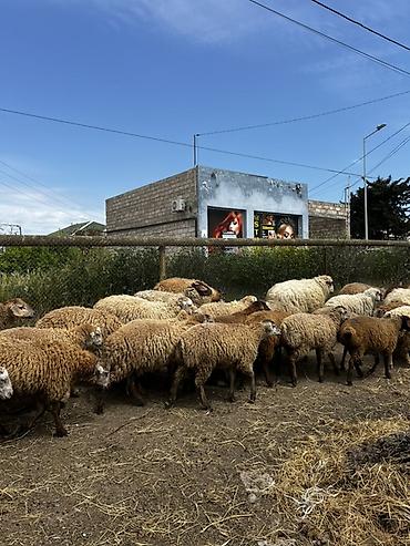 Mal-qara: Qurbanlıq Quzuların satışı Müxtəlif çəkidə quzular mövcuddur. Diri — 2