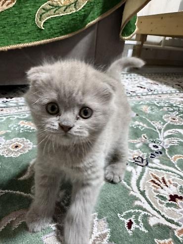 кошка манас: Скотиш Фолд (Шотландская вислоухая), 1 месяц, Мальчик, Серый — 2