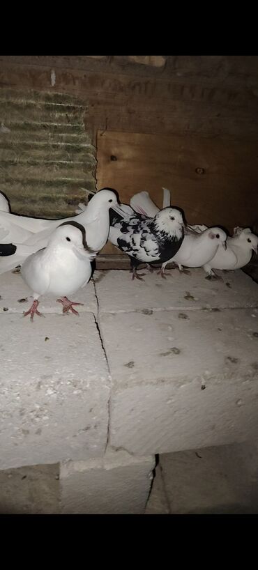 Göyərçinlər: Quşlar satılır kom 3 m üsd üsdə çoxsu çütdü tam sağlam heyvanlardı 30 — 12