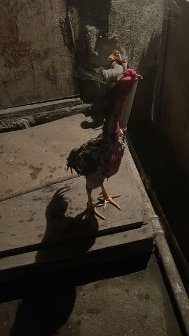 Cücələr: Xoruz, Brazil, il: 1, Ünvandan götürmə
