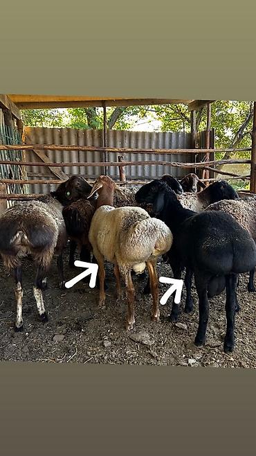 Продам с/х животных: Продаю | Баран (самец) | Полукровка, Арашан | Для разведения | Племенные — 1
