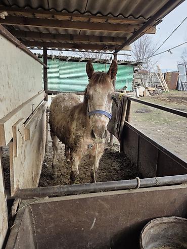 Другие животные: Байланган тайлар сатылат 6 баш Адрес Кун-Туу — 7