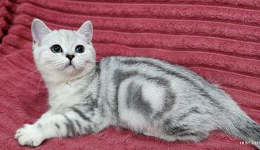 Продажа кошек: Продается шотландский котенок Скоттиш Страйт. Окрас черный мрамор на — 4