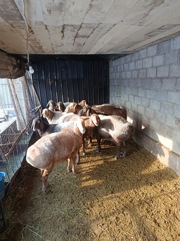 Баран, овца: Продаю | Овца (самка) | Арашан | Для разведения | Котные — 11