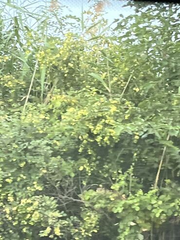 Kirayə torpaq sahələri: Kənd təsərrüfatı — 6