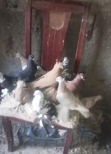 купить собаку курцхаар: Голуби голубей птицы породы разные. цена разная. на чубах и лысарьё — 2
