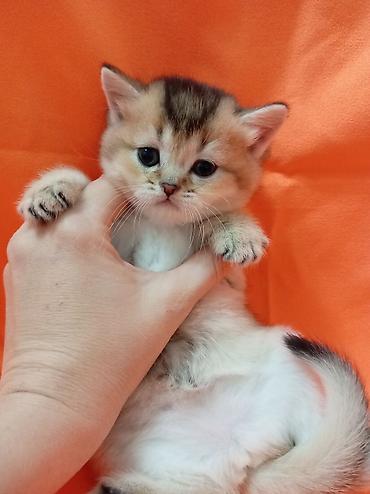 котята персидские: 🐾 ЗОЛОТЫЕ ШОТЛАНДСКИЕ КОТЯТА В ПРОДАЖЕ 🐾 Предлагаются к продаже — 3