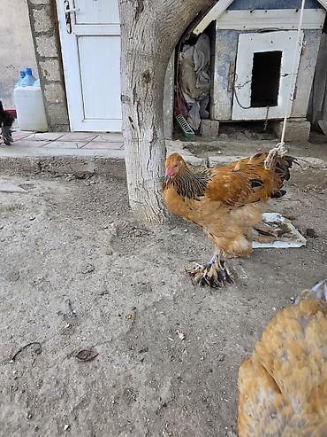 Toyuqlar: Toyuq, Brama, Damazlıq — 1
