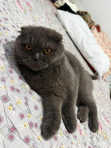 кошка породистые: Скотиш Фолд (Шотландская вислоухая), 1 год, Девочка, С прививками — 3