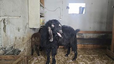 keci heyvan: Hələb keçisi təmiz qan.Çox iri heyvandır həmdə çox aktivdir.Diri — 4