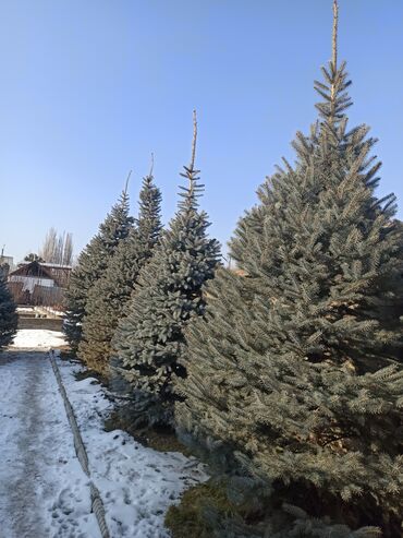 Декоративные деревья: Саженцы деревьев: Ели — 13