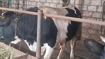 Inəklər, öküzlər: Iki baş cənginə satılır arpa və buğda yemi ilə bəslənib ikisində 460kq — 2