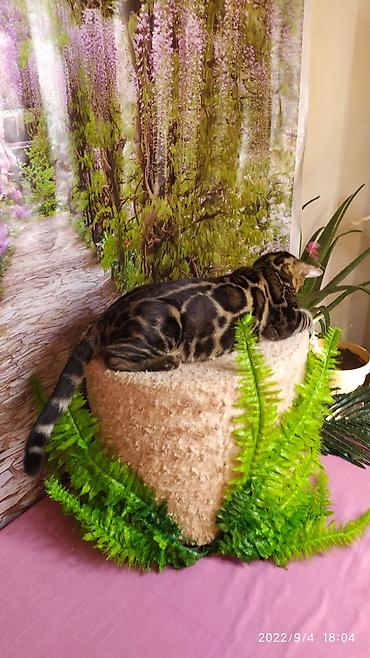 Продажа кошек: Красивейшие Бенгальские котята . разный возраст. Большой — 5