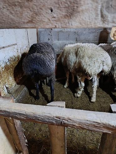 Баран, овца: Продаю | Овца (самка) | Для разведения | Осеменитель — 8