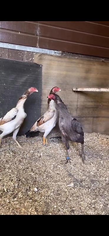 Toyuqlar: Toyuq, Damazlıq — 7