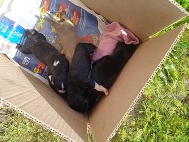 сумочка для новорожденного: По просьбе ⬇️⬇️⬇️ Женщина 75 лет выкармливает 5 новорожденных щенков