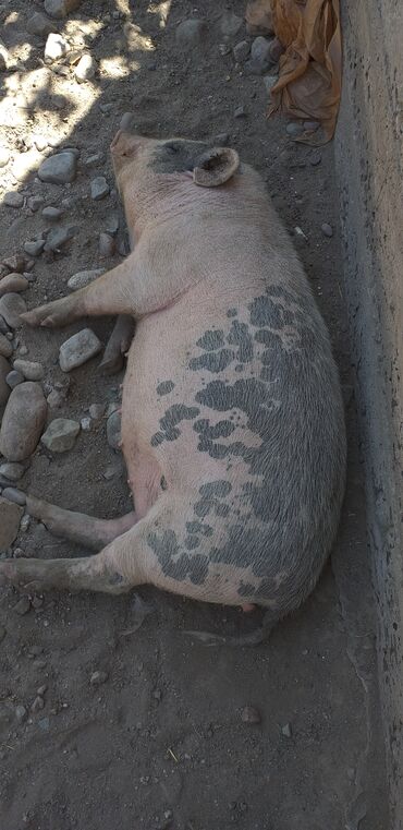 Животные: Продаю | Свинья (самка) | Вьетнамская вислобрюхая | Для разведения | Матка