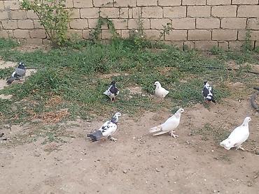 bulbul quşu satışı: Təcili satiram 7əd quşdu 1 yumurta üsdə yatr real alicilar yiqsin — 2