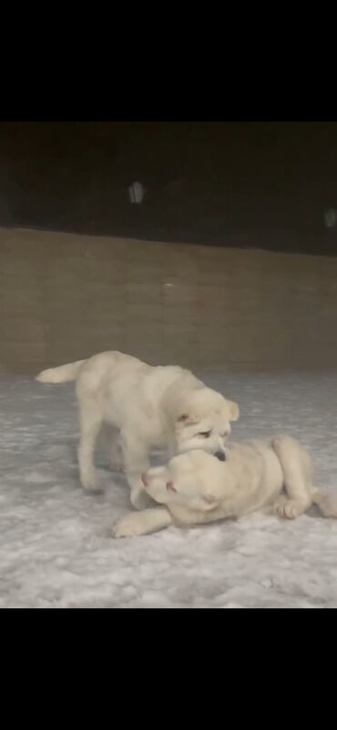 İtlər: Qurdbasar — 5