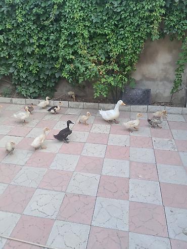 qaz ve ordek satisi: Ördəklər satlır kom alana endirim olacaq — 3