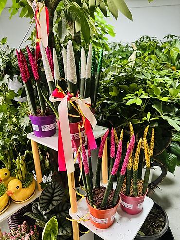 Сансевиерия цилиндрическая (Sansevieria cylindrica) в декоративных