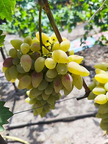 Виноград: Продаются саженцы. Сорт супер вкусного и большого винограда. Ризомат — 4