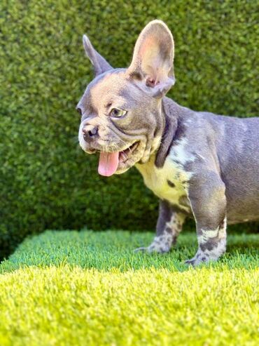 Psi: Odgajivačnica La Casa de Frida – FC Srbija Predstavlja prelepe štence na lalafo.rs — 2 Psi: Odgajivačnica La Casa de Frida – FC Srbija Predstavlja prelepe štence — 2