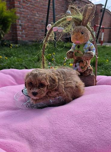 Predstavljamo vam novo leglo bebica maltipoo. Mama je mali maltezer a — 7