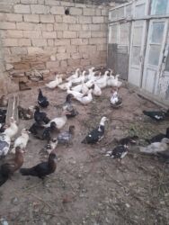 Коровы, быки: Təsvir: - Lal ördək (muscovy) və səsli ördək bir yerdə mövcuddur. -