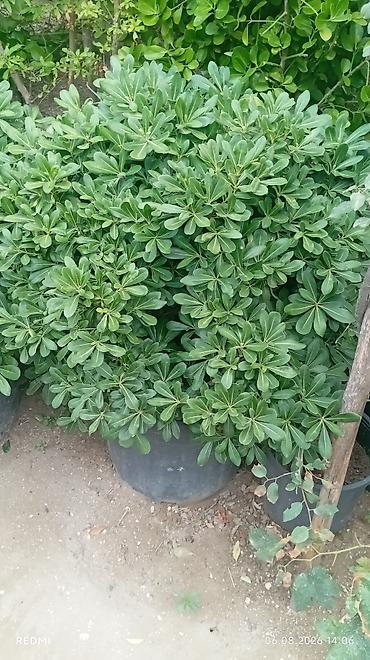 zeytun tursusu: Mediterranean üslubunda zeytun ağacı – formaya salınmış topiar Məhsul — 5