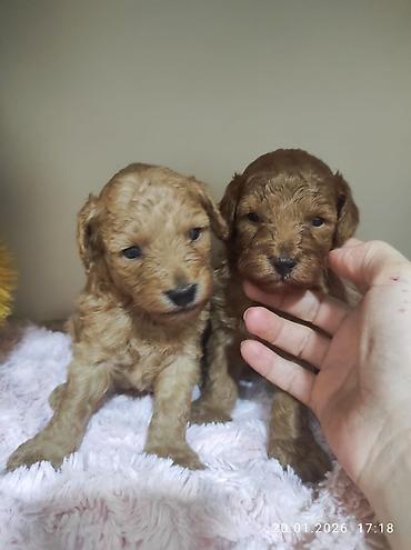 İtlər: Pudel — 10