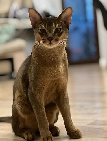 барханный кот купить: Кошка даром: Абиссинская, 4 года, Мальчик — 1
