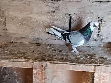 quşlar: 14 tuk maya 35 azn unvan Bakı — 3