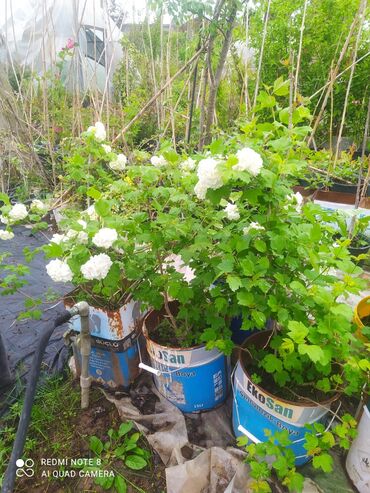 Şitillər: Qazon landşaft #qazon #torf #torf250litrlik Ekolayf #ekolayf balaken — 3