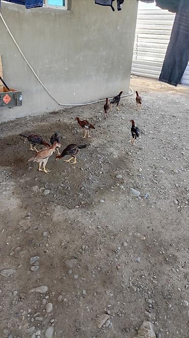www.toyuq ve cuce yem qablari: Toyuq cücələri, Damazlıq — 9