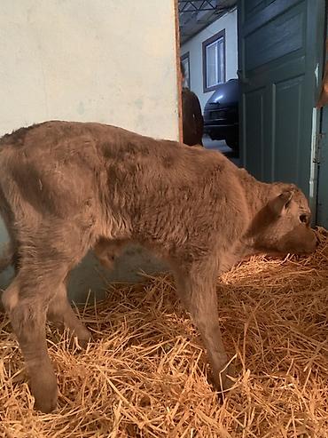 Коровы, быки: Продаю | Музоо, торпок | Ангус, Швицкая | На откорм, На забой, Для разведения | Племенные — 2