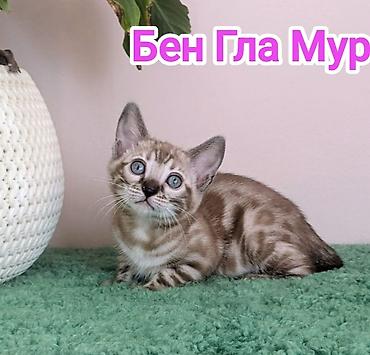 Продажа кошек: Бенгальская, 2 месяца, Девочка, Приучена к лотку, Проглистована, С документами — 11