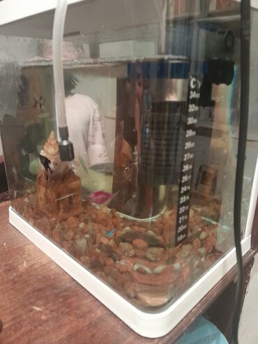 балык аквариум: Готовый аквариум с рыбками. Готовый фильтр и термометр, камешки и